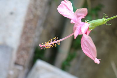 Close-up of pink flowers