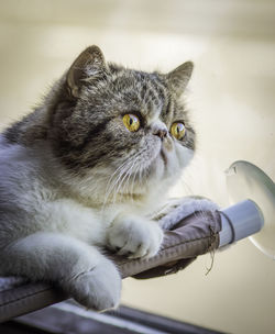 Close-up portrait of a cat