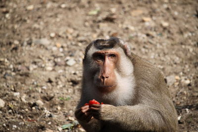 Portrait of young monkey eating lying on land