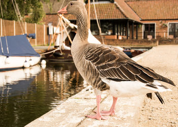 Close-up of goose