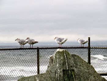 Seagulls perching on a fence