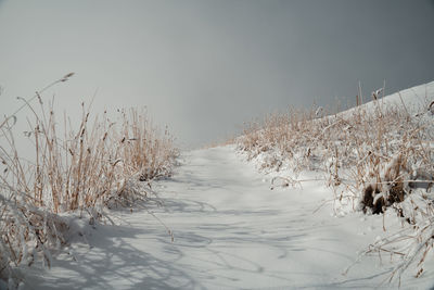 Plants on snow covered field against sky