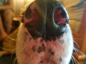 Close-up portrait of a dog