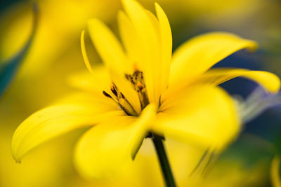 Close-up of yellow flowering plant