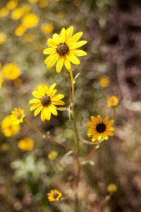 Close-up of yellow cosmos flowers blooming outdoors