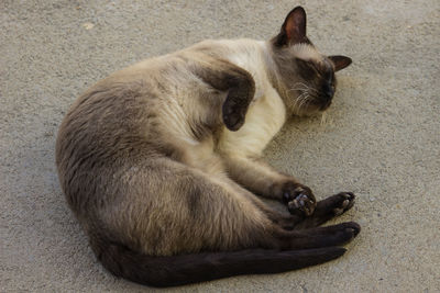 High angle view of cat sleeping on road