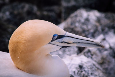 Close-up of a bird