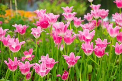 Close-up of pink flowering plants