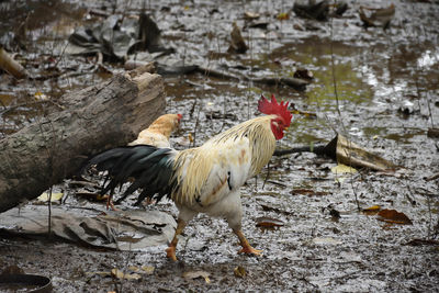 Close-up of rooster