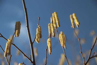 Low angle view of plants against sky