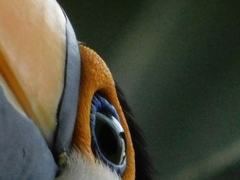 Close-up of a bird