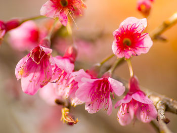 Close-up of pink cherry blossoms