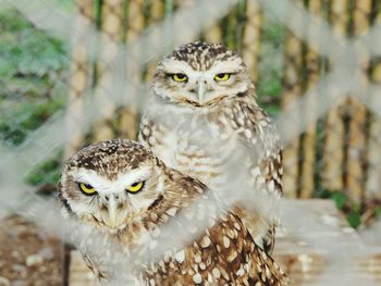 Portrait of owls seen through fence