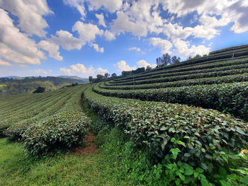 Scenic view of agricultural field against sky