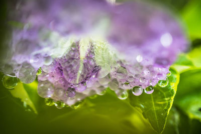 Close-up of raindrops on purple flower