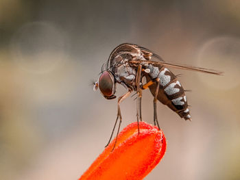 Close-up of fly on orange leaf