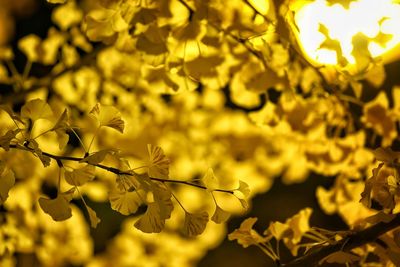 Close-up of yellow flowers on tree