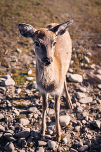 Portrait of deer standing on land