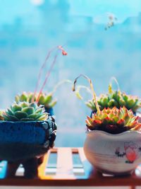 Close-up of potted plant on table