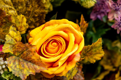 Close-up of rose plant