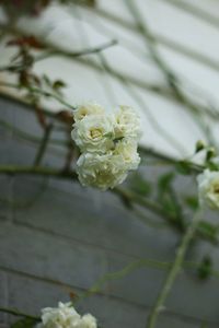 Close-up of white rose bouquet