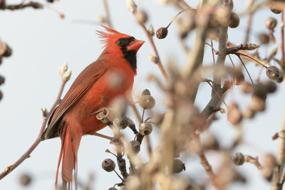 Close-up of bird perching on branch