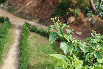 Close-up of plant growing on field