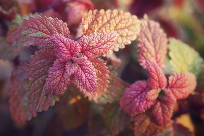 Close-up of pink flowering plant