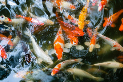 View of koi carps swimming in lake