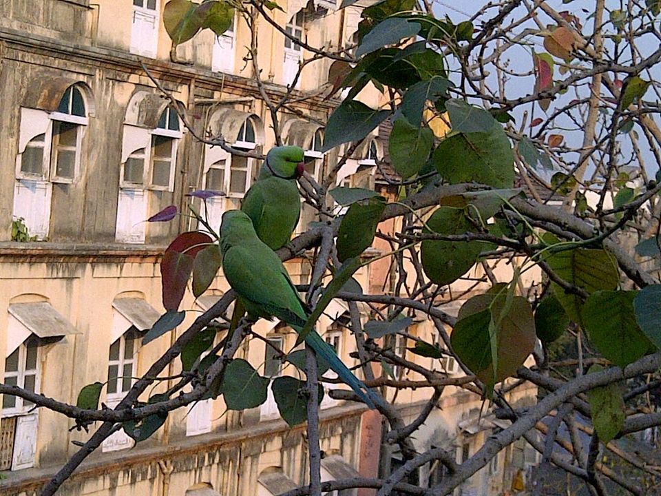 TREE BRANCHES IN CITY