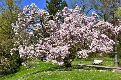 Pink cherry blossoms in spring