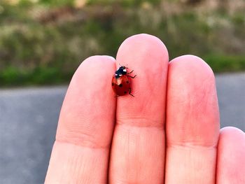 Close-up of ladybug on hand