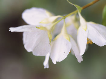 Close-up of white flower with dew drops
