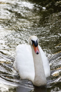 Close-up of swan swimming in lake