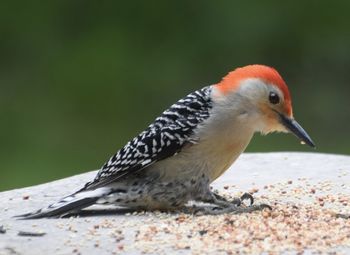 Close-up of a bird