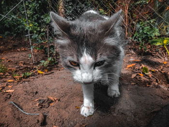 Portrait of black cat