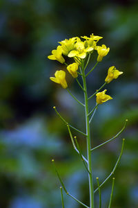 Close-up of yellow flower