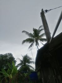 Low angle view of palm trees against sky