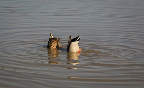 Birds swimming in lake