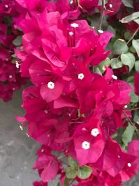 Close-up of flowers blooming outdoors