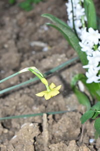 Close-up of small plant