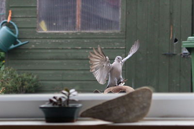 Bird perching on railing