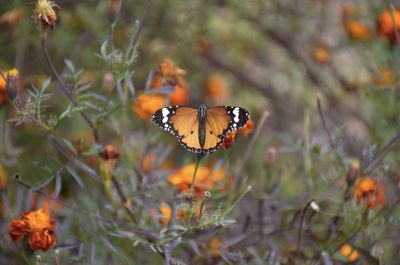 Monarch butterfly or milkweed butterfly