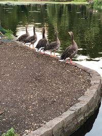 Birds perching on lakeshore