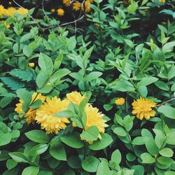 Close-up of yellow flowers blooming outdoors