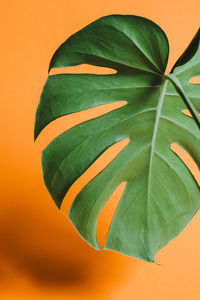 Close-up of leaf against yellow background