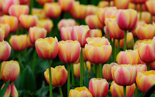 Close-up of tulips