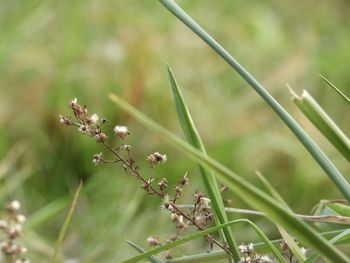 Close-up of flowering plant on field