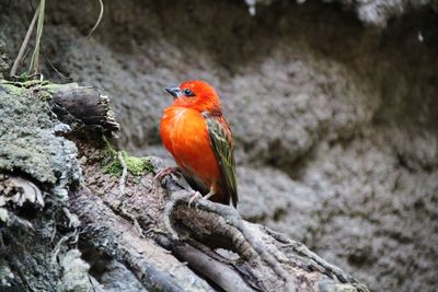 Bird perching on rock