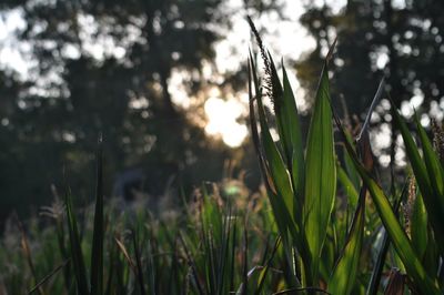 Close-up of stalks in field